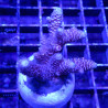 Bouture Acropora millepora rose