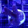 Bouture Acropora millepora rose