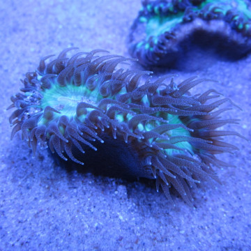 Heteropsammia