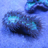 Heteropsammia