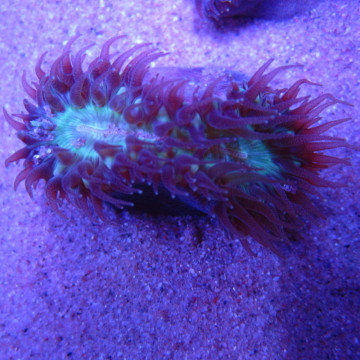 Heteropsammia