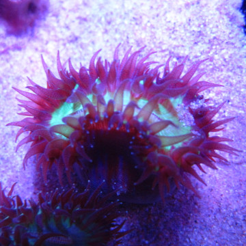 Heteropsammia