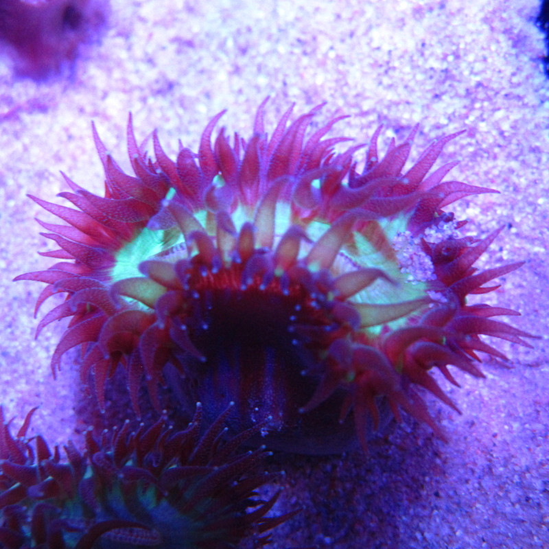 Heteropsammia