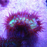 Heteropsammia
