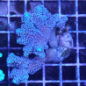 Bouture Seriatopora Calendreum bleu 6-8 cm