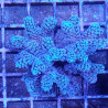 Bouture Seriatopora Calendreum bleu 5-7 cm 24,50 € Poissondor