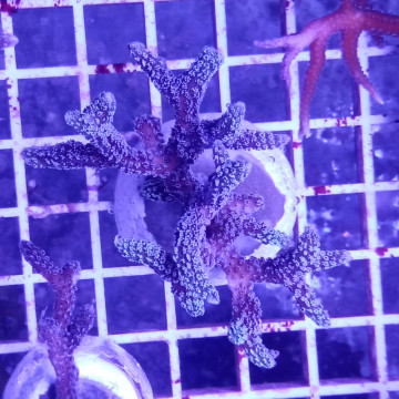 Bouture Seriatopora Calendreum bleu 6-8 cm