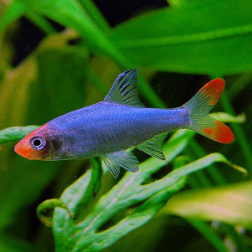 Sawbwa Resplendens 3 cm