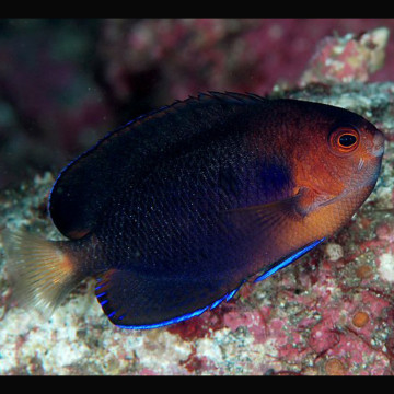 Centropyge Flavicauda : 2.5 - 3.5 cm