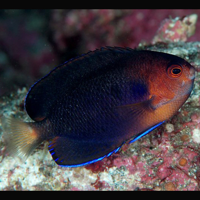 Centropyge Flavicauda : 2.5 - 3.5 cm