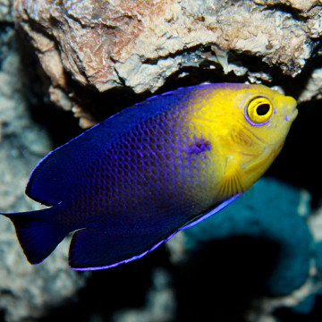 Centropyge Argi : 2-4 cm  