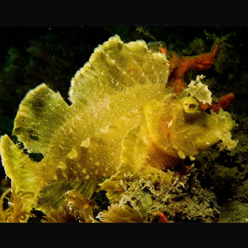 Rhinopias frondosa orange 12-15 cm