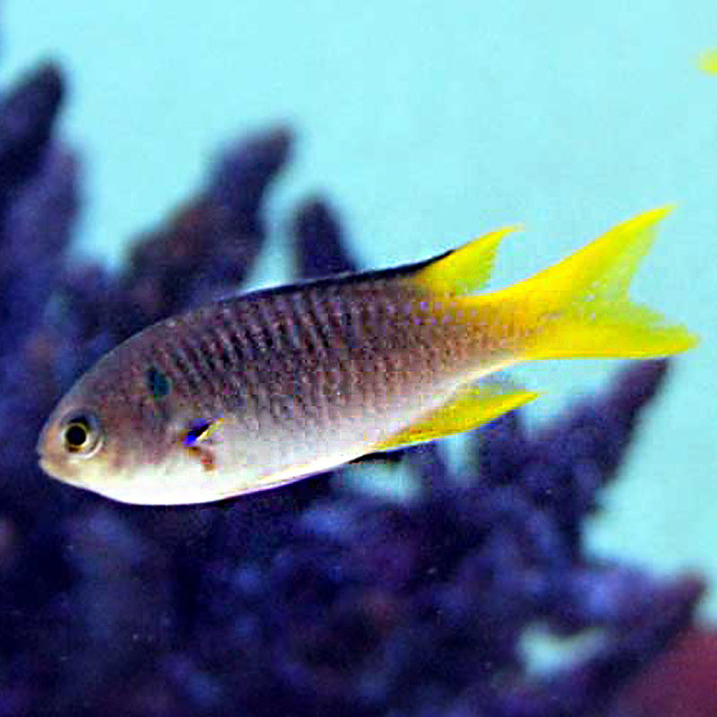 Neopomacentrus nemurus 3-4 cm Neopomacentrus nemurus 3-4 cm