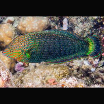 Halichoeres Marginatus (couleur juvénile gris) : 6 à 8 cm