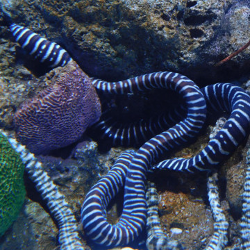 Gymnomuraena zebra : 50-80 cm  