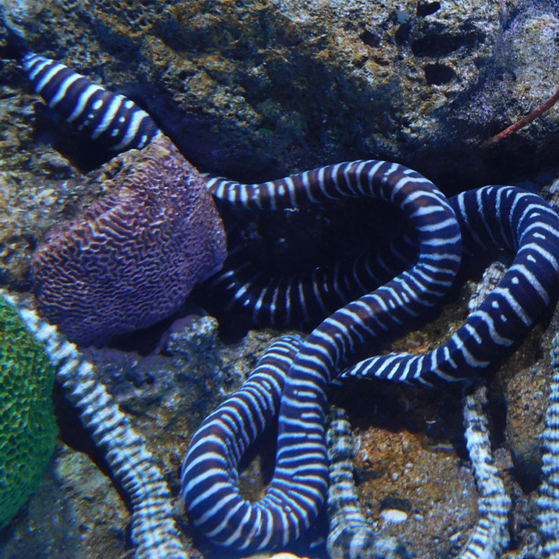 Gymnomuraena zebra : 50-80 cm Gymnomuraena zebra : 50-80 cm