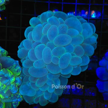 Plerogyra sinuosa vert 6-8 cm