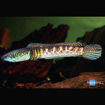 Channa Stewartii 12-15 cm