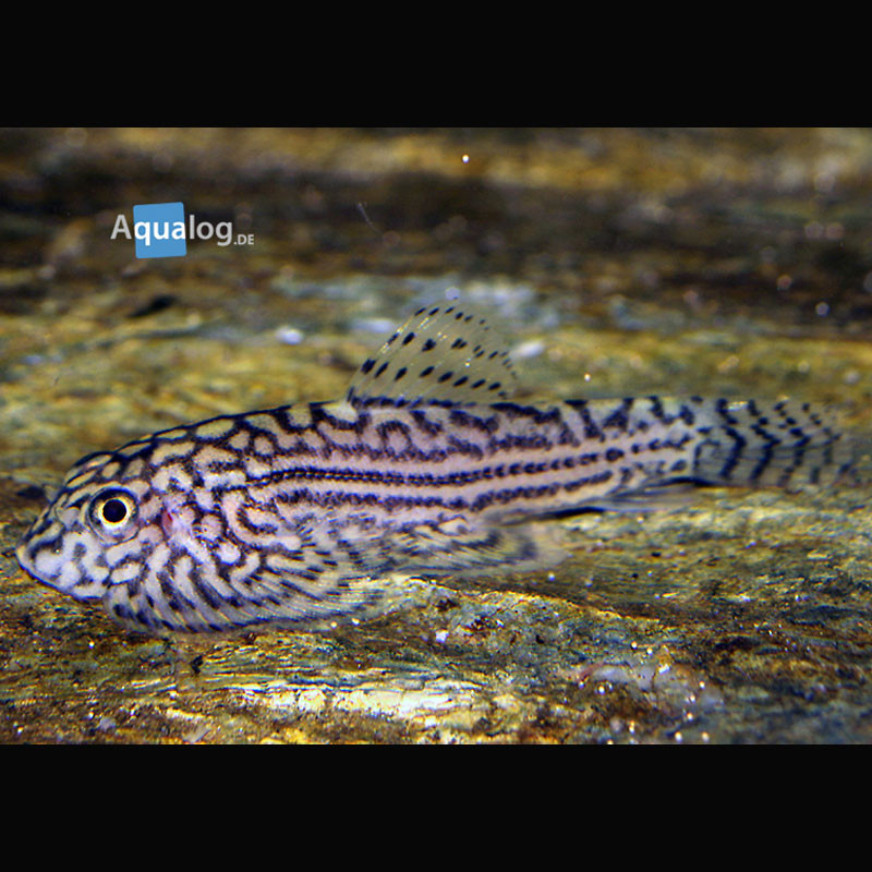Sewelia Lineolata
