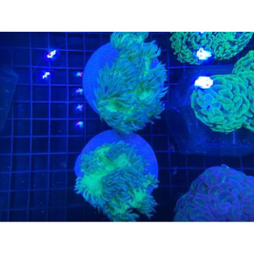 Catalaphyllia jardinei  12-15  cm (ouvert)