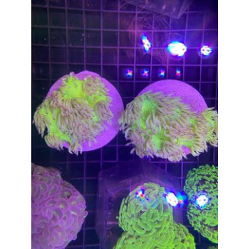 Catalaphyllia jardinei  12-15  cm (ouvert)