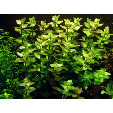 Tropica 1-2-Grow! Bacopa caroliniana 
