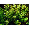 Tropica 1-2-Grow! Bacopa caroliniana