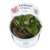 Tropica 1-2-Grow! Echinodorus 'Reni' 