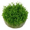 Tropica 1-2-Grow! Elatine hydropiper