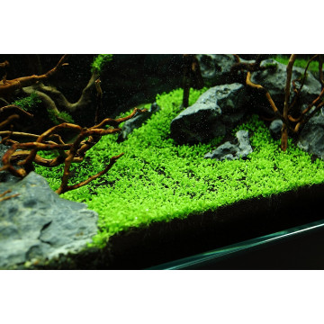 Tropica 1-2-Grow! Elatine hydropiper