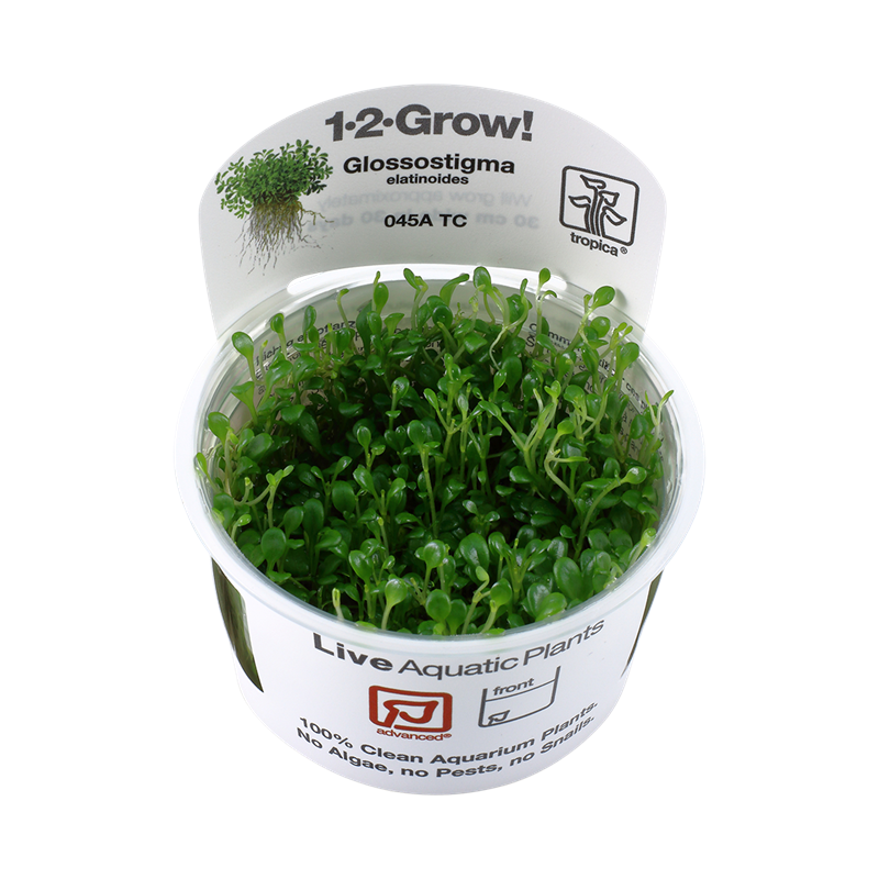 Tropica 1-2-Grow! Glossostigma elatinoides