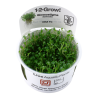 Tropica 1-2-Grow! Glossostigma elatinoides 