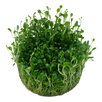 Tropica 1-2-Grow! Glossostigma elatinoides 