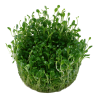 Tropica 1-2-Grow! Glossostigma elatinoides 