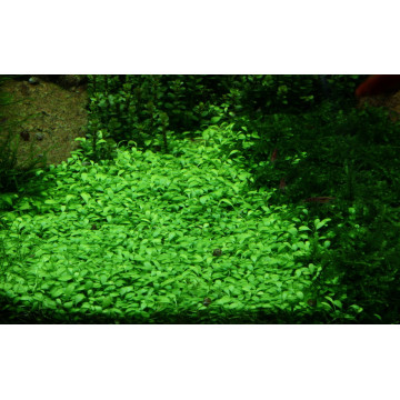 Tropica 1-2-Grow! Glossostigma elatinoides 