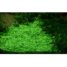 Tropica 1-2-Grow! Glossostigma elatinoides 