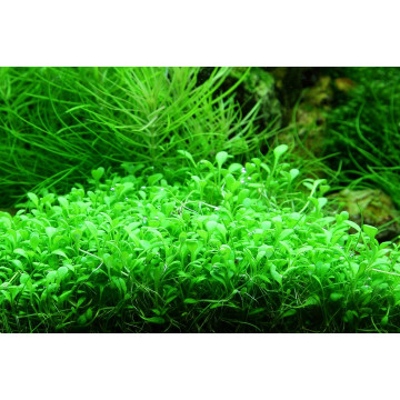 Tropica 1-2-Grow! Glossostigma elatinoides