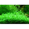 Tropica 1-2-Grow! Glossostigma elatinoides 