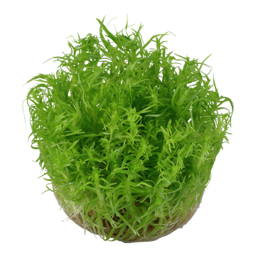 Tropica 1-2-Grow! Pogostemon erectus