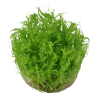 Tropica 1-2-Grow! Pogostemon erectus