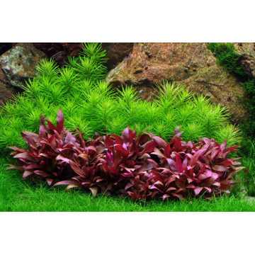 Tropica 1-2-Grow! Pogostemon erectus
