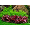 Tropica 1-2-Grow! Pogostemon erectus