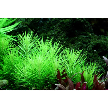 Tropica 1-2-Grow! Pogostemon erectus
