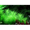 Tropica 1-2-Grow! Pogostemon erectus
