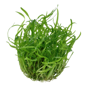 Tropica 1-2-Grow! Sagittaria subulata