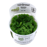 Tropica 1-2-Grow! Salvinia auriculata 6,95 €