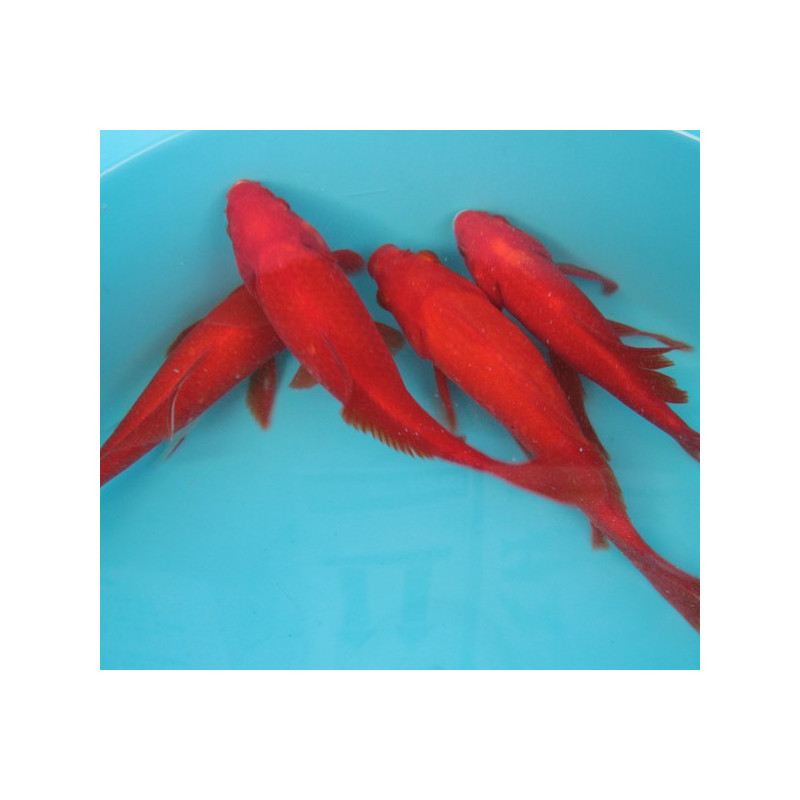 Comette rouges 15-17cm Comette rouges 15-17cm