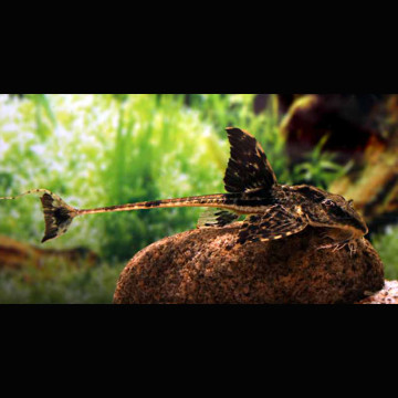 Loricaria Sp Rio Atabapo 8-10 cm lot de 2