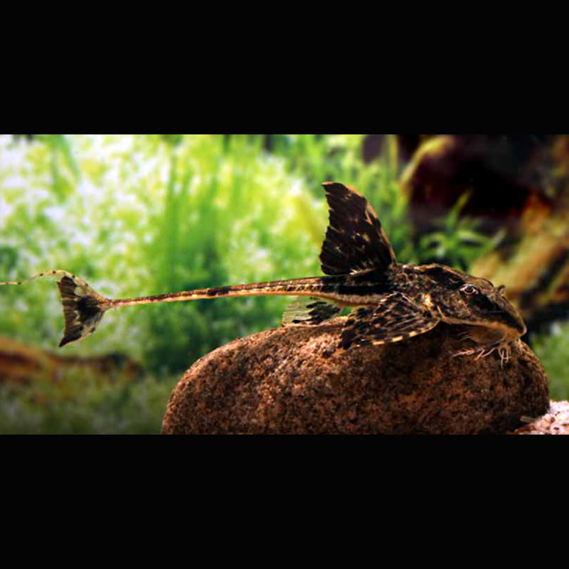 Loricaria Sp Rio Atabapo 8-10 cm lot de 2