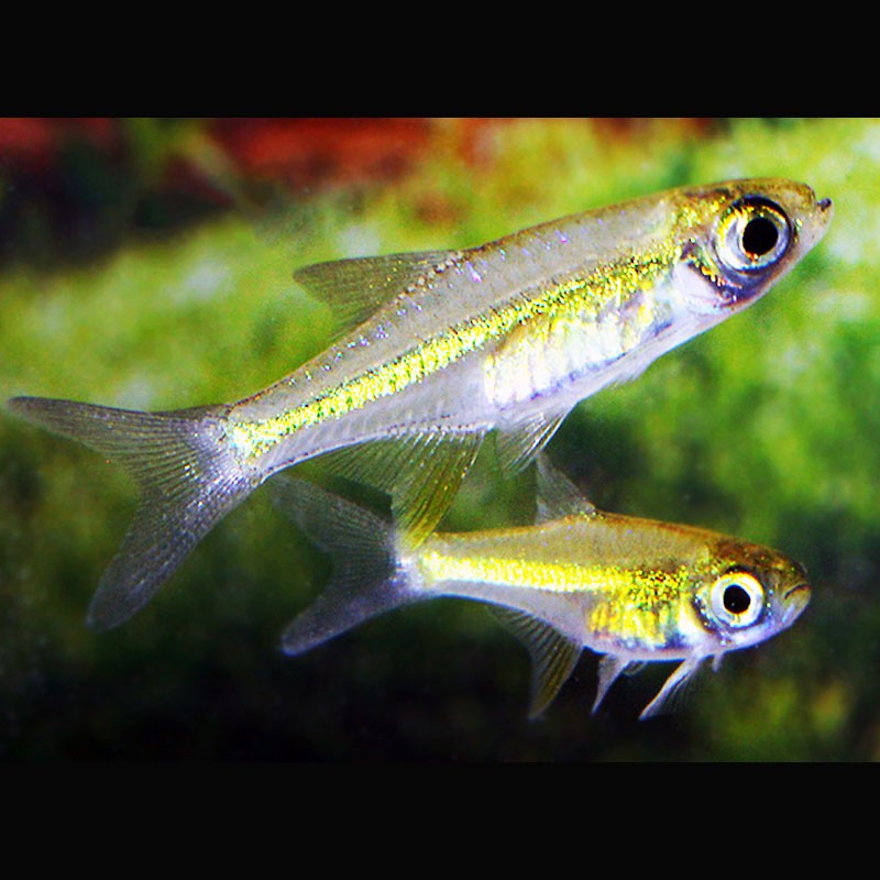 Microdevario Microdevario-Rasbora Kubotai